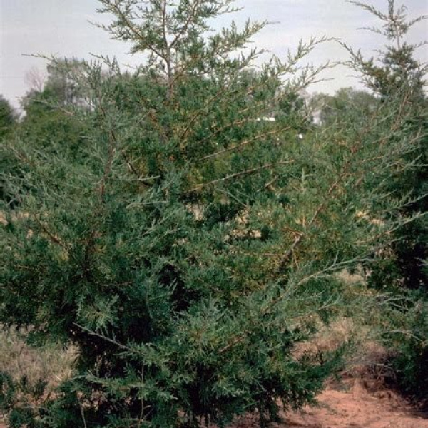 Eastern Red Cedar (Juniperus virginiana) 2 Year