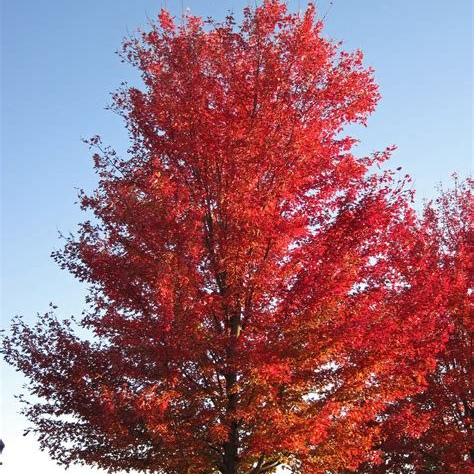 Silver Maple (Acer saccharinum) 1 Year