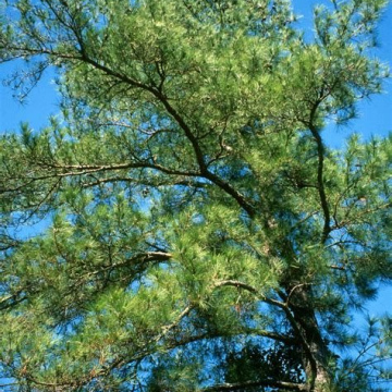 Loblolly Pine (Pinus taeda) 1 Year