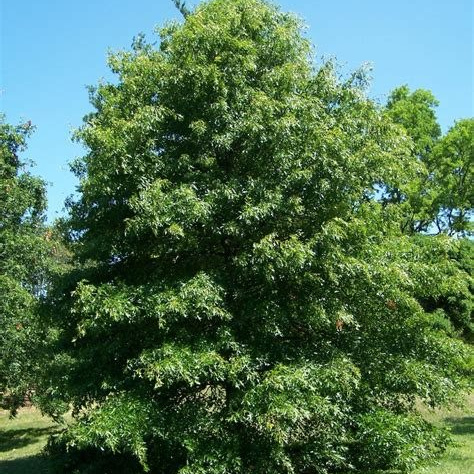Pin Oak (Quercus palustris) 1 Year
