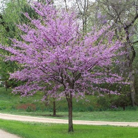 Redbud (Cercis canadensis) 1 Year