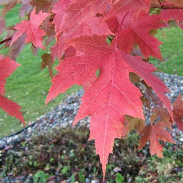 Red Maple (Acer rubrum) 1 Year