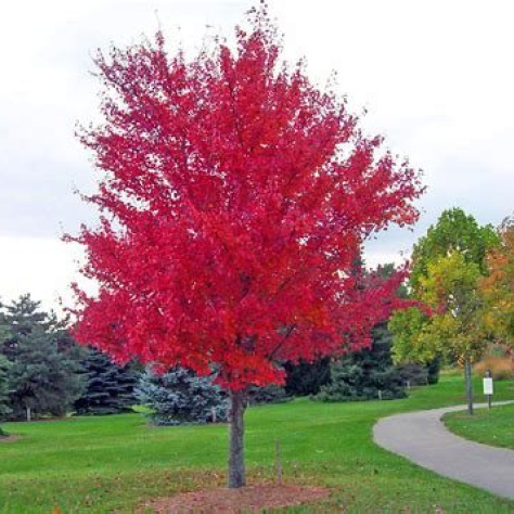Red Maple (Acer rubrum) 1 Year