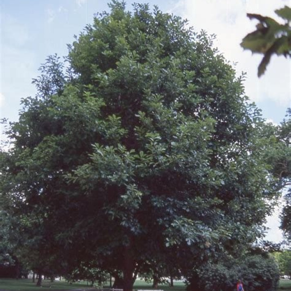Swamp White Oak (Quercus bicolor) 1 Year