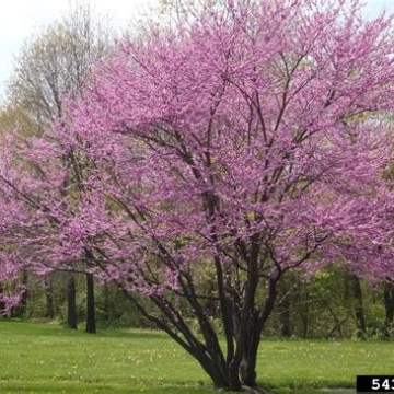 Redbud (Cercis canadensis) 1 Year