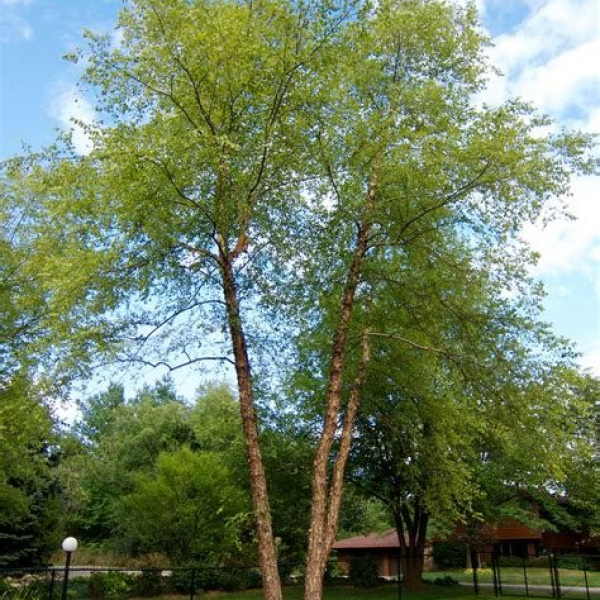 Riverbirch (Betula nigra) 1 Year