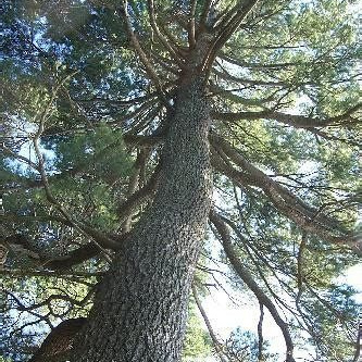 White Pine (Pinus strobus) 2 Year